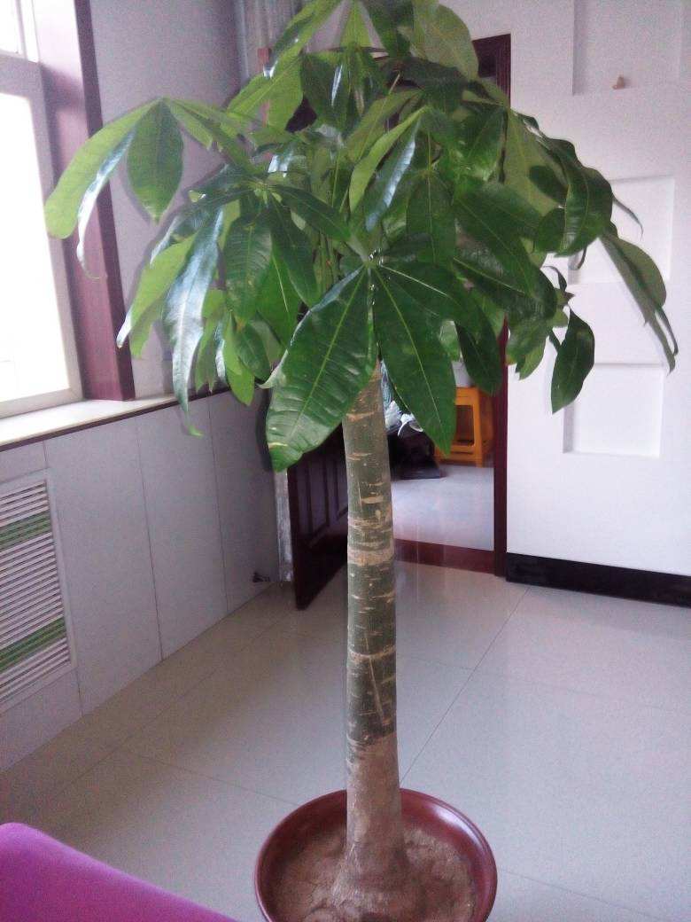 发财树干枯要不要扔掉,发财树枯萎的叶子要摘了吗