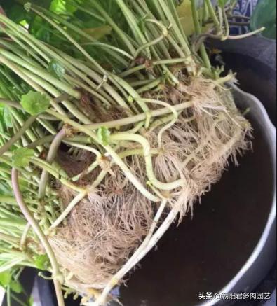 铜钱草不见阳光枯黄了怎么补救,铜钱草蔫了浇水也不吸收怎么办