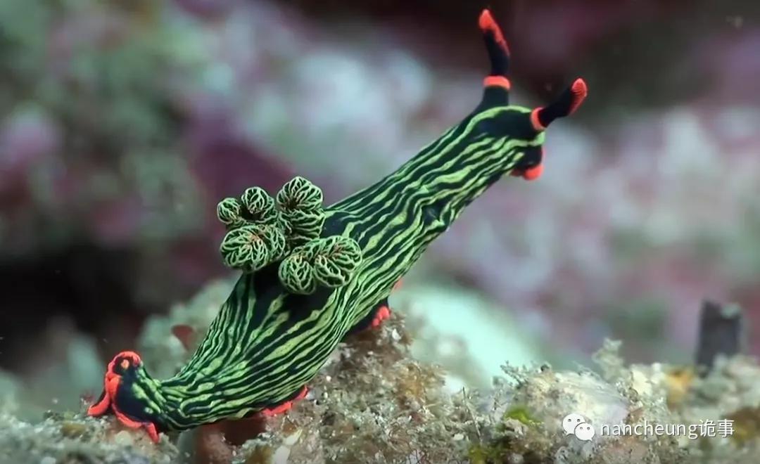 深海迷航第49天神秘生物,深海海底神秘的10种生物
