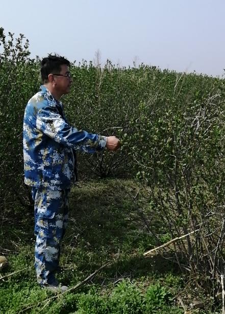 请帮帮村民，瓦房店市200多吨黑果花楸积压愁销路