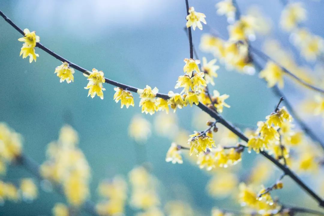 杭州孤山梅园图片,杭州赏梅园