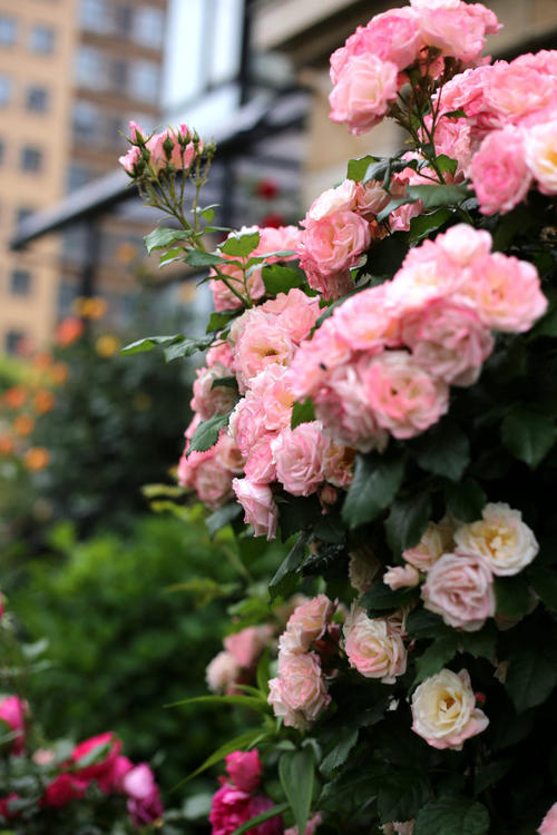 北方院子里种什么藤本月季,藤本月季院子