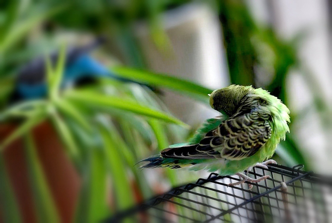 虎皮鹦鹉春天下蛋吗,鹦鹉下蛋繁殖需要什么条件