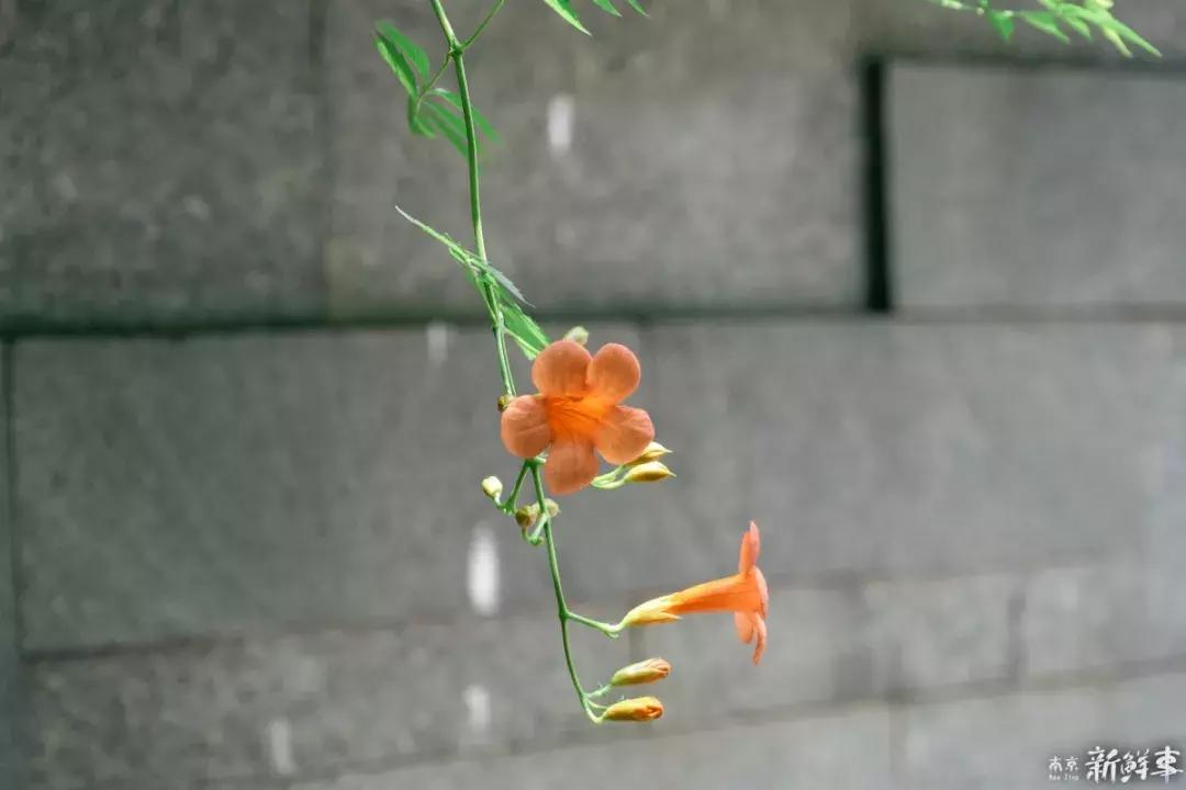 中华中学高中,中华中学