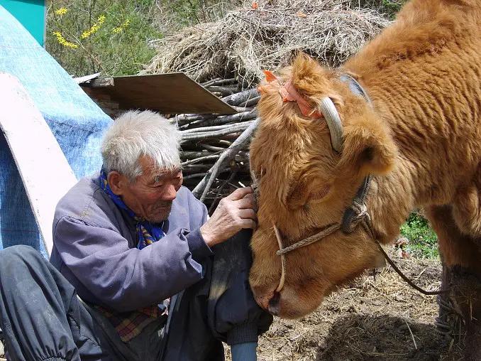 40岁老黄牛流泪帮主人养大9个子女,老牛替老头养育九个儿女