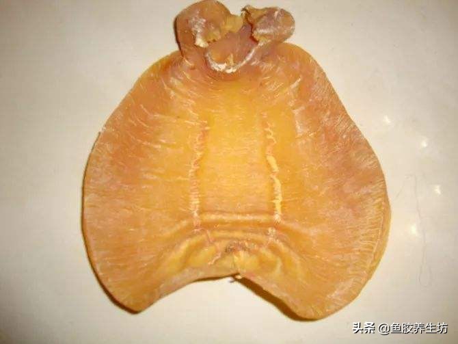 鱼胶知识书籍,鱼胶的知识抖音视频