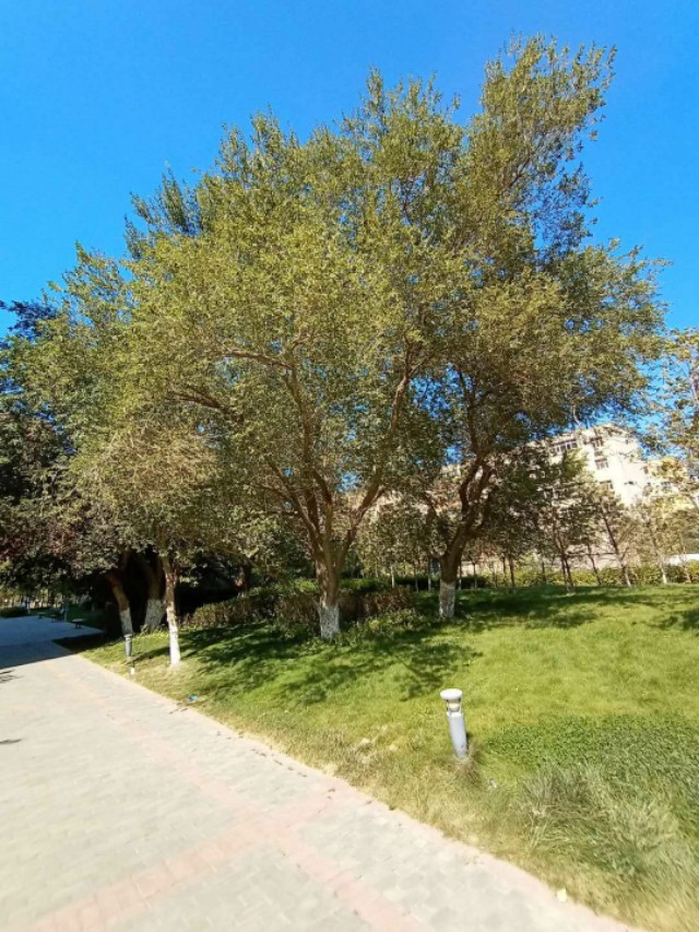 绿地城二期绿化乌鲁木齐,乌鲁木齐中海万锦公馆绿化环境