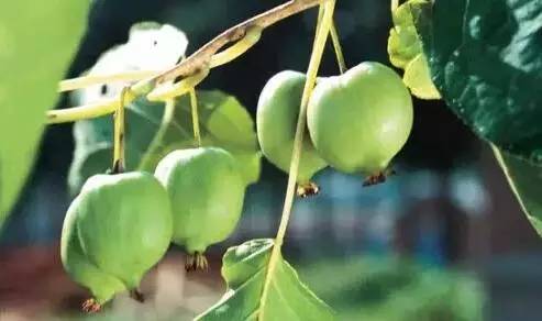 鍘熸潵鏂扮枂鐨勬按鏋滃姝ょ敎,鍘熸潵涓滃寳鐨勫湡鐗逛骇