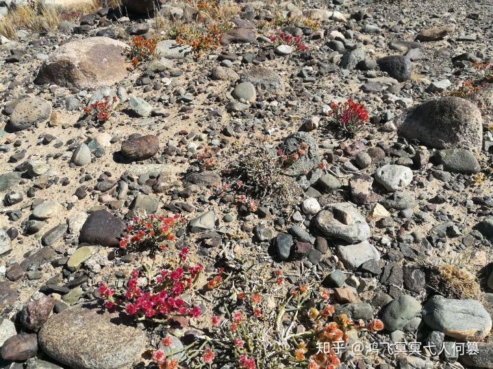 哈密戈壁之花图片,戈壁之花
