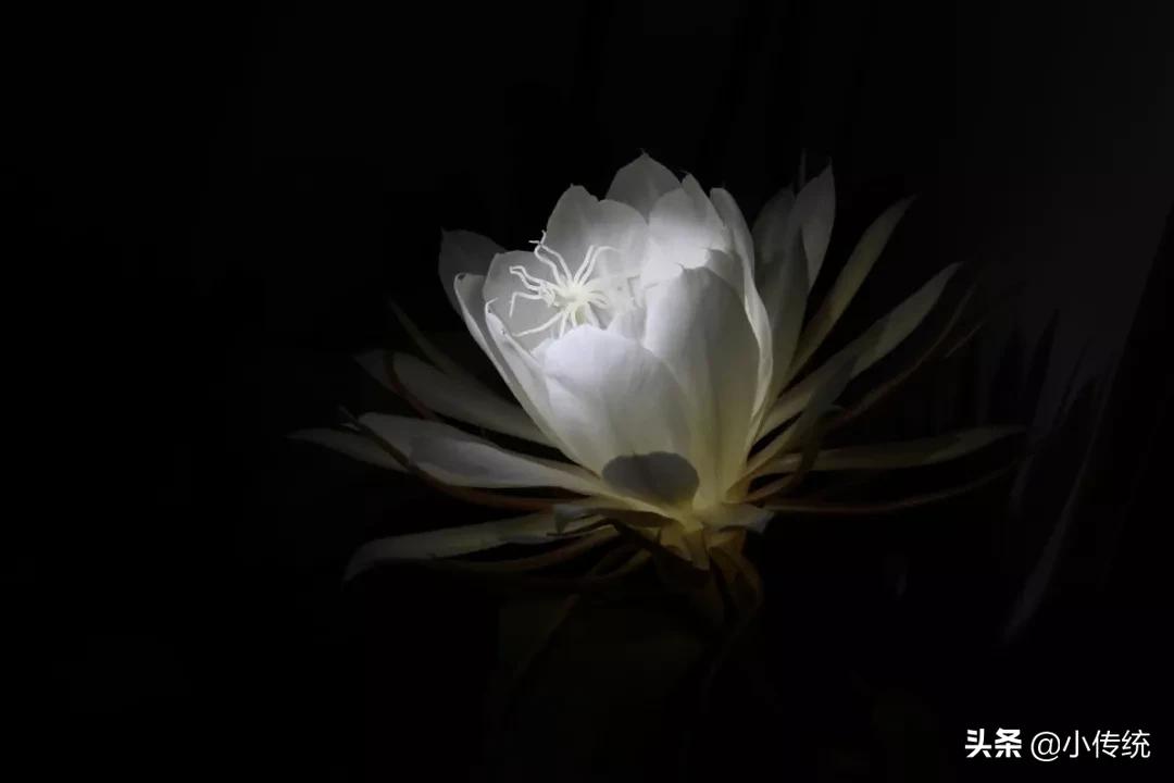 如何理解后天来龙先天立向,传统文化中的五大常识