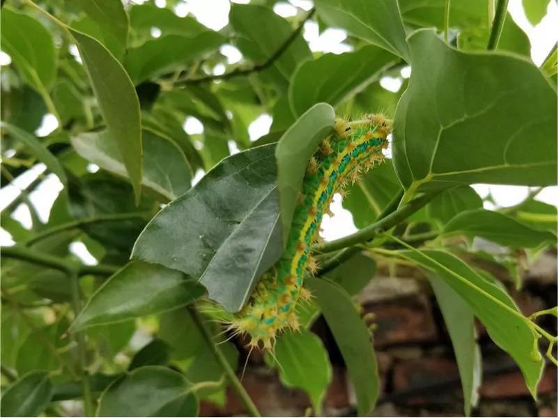 养殖周期及注意事项大全,重点养护品种的养护周期