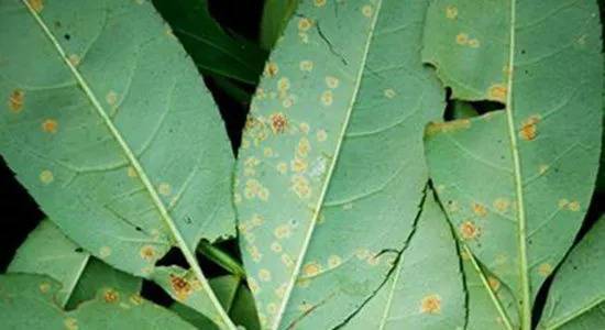 花椒锈病如何防治,花椒锈病的防治方法