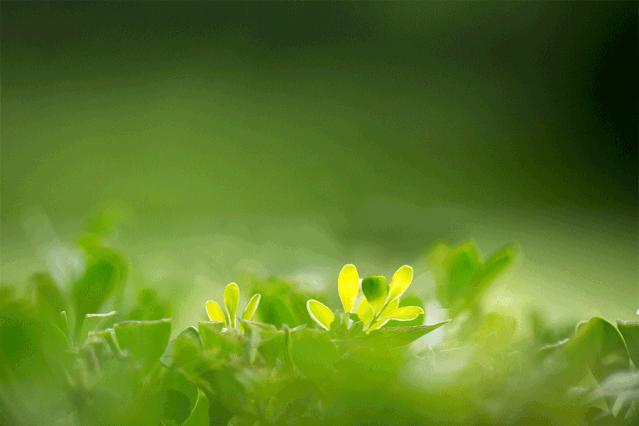 描述花的诗词素材,古诗描写花的句子大全