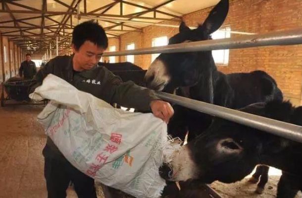 农村这几个养殖项目月收入过万,农村养殖什么项目能年入百万