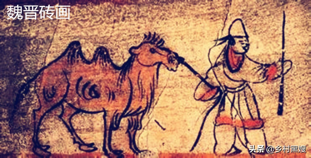 最好的莼菜,莼菜到底是什么菜