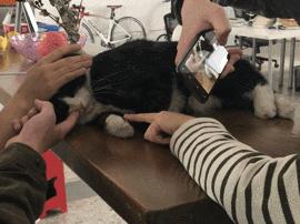 猫故事书籍,猫故事小说