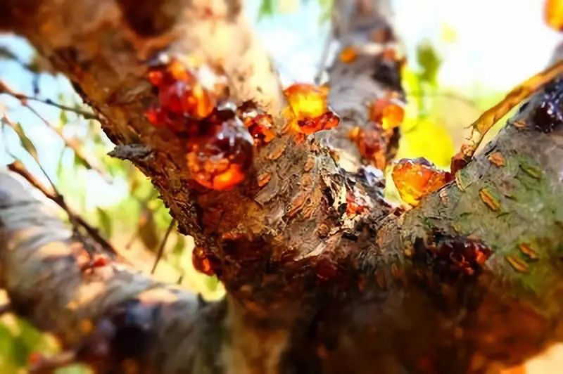 莫斯科不相信眼泪但桃胶不能没有眼泪