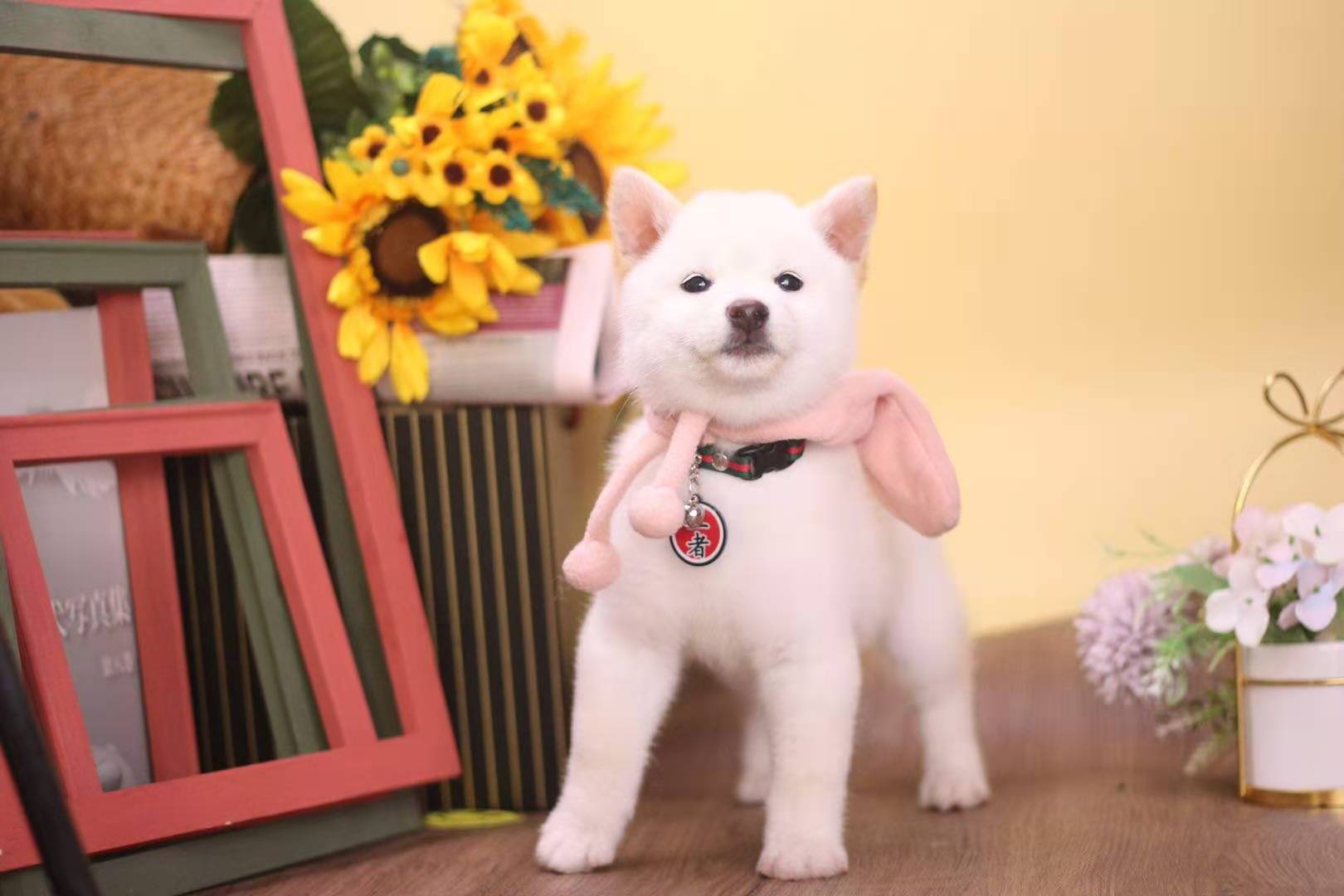 养一只柴犬一个月多少钱,养一只柴犬一个月要多少钱