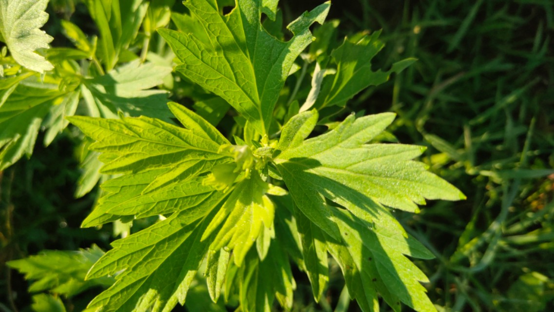 艾条自己怎么做,艾条怎么做出来