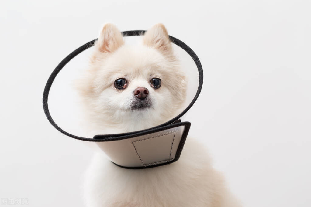 狗狗假孕是病吗？对狗狗的危害有多严重？