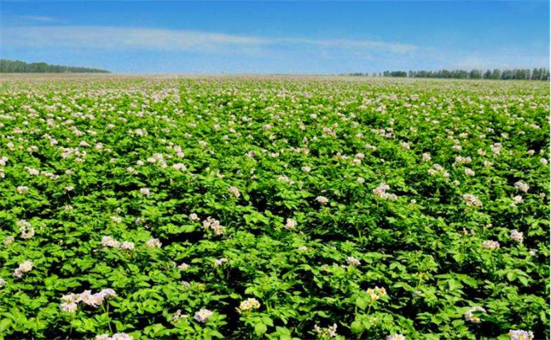 莲藕病虫害图谱及防治,莲藕的营养价值及病虫害防治