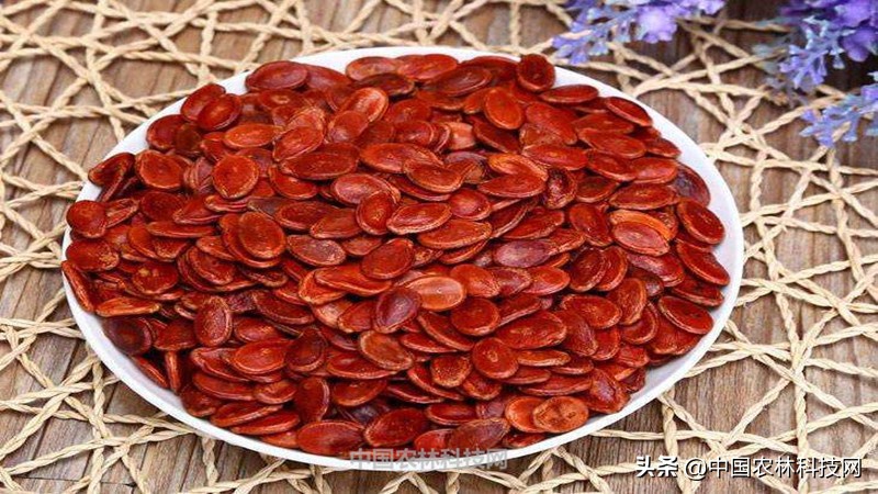 神秘幽静大桂山国家森林公园！一县一品，广西八步农特产品红瓜子