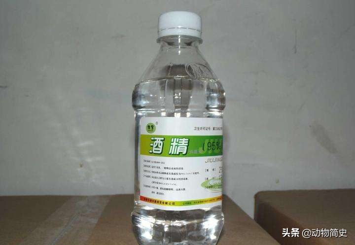 水蛭吸血疗法的正确方法,为什么水蛭吸血对身体有好处