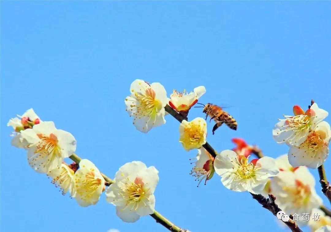 蜂蜜知识与作用是什么,怎么通过营养表分辨蜂蜜优劣