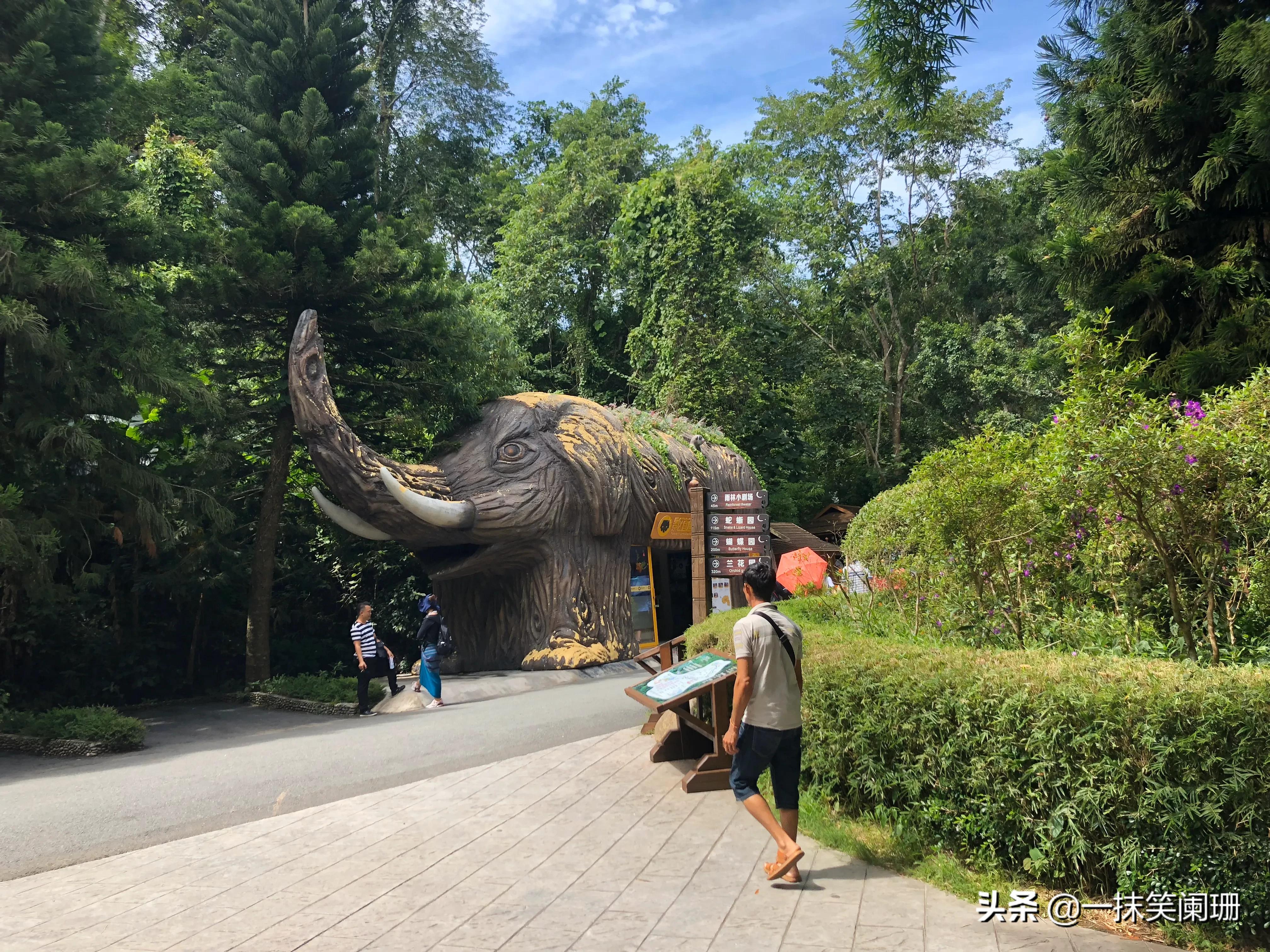 西双版纳野象谷大象表演,西双版纳野象谷大象表演现场视频