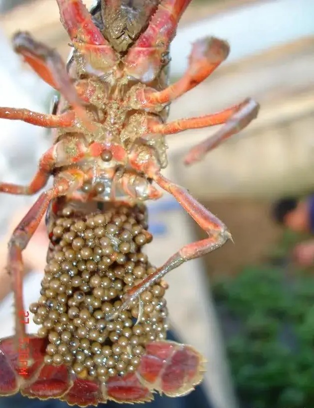 小龙虾打洞越多越好吗,小龙虾是不是一年四季都打洞