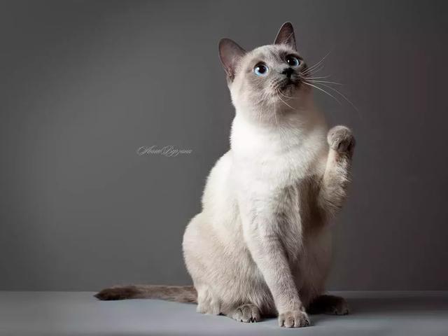 暹罗猫怎么能养胖,纯种贵族暹罗猫