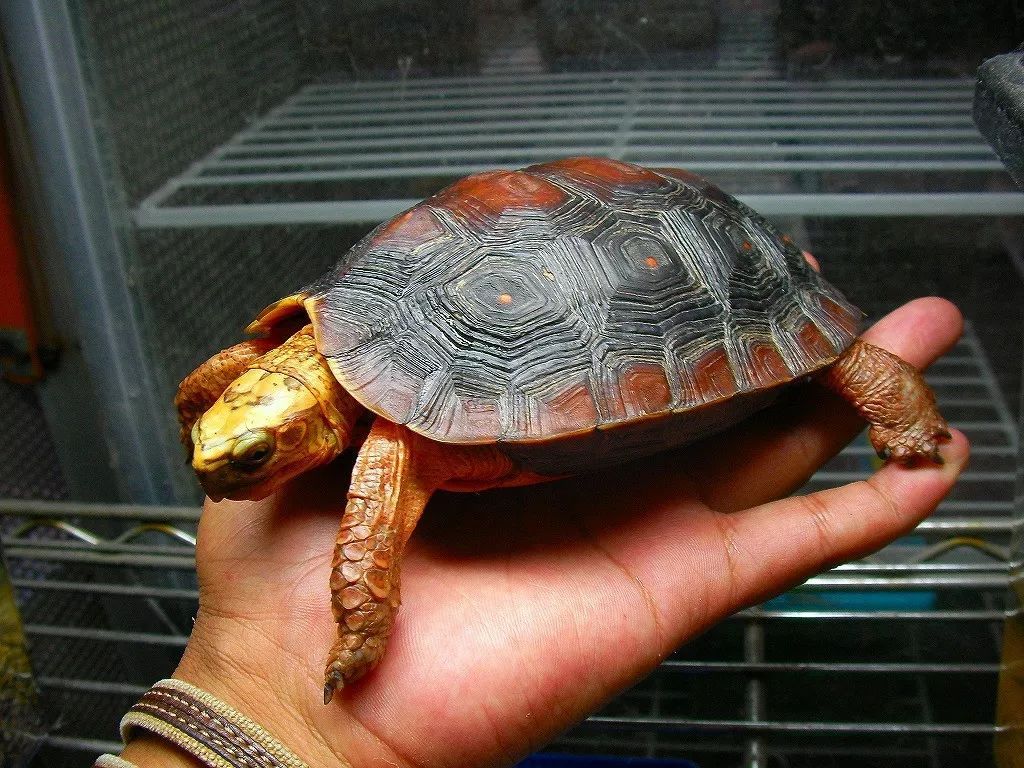 卢比达山龟介绍,卢比达山龟保护级别