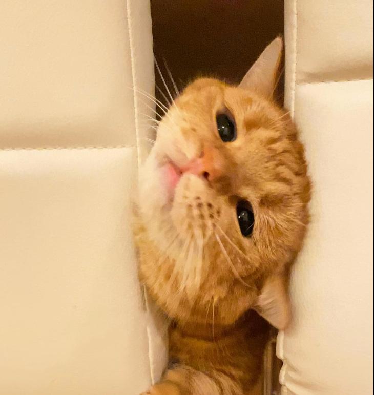 短腿兄妹,全网最火短腿猫