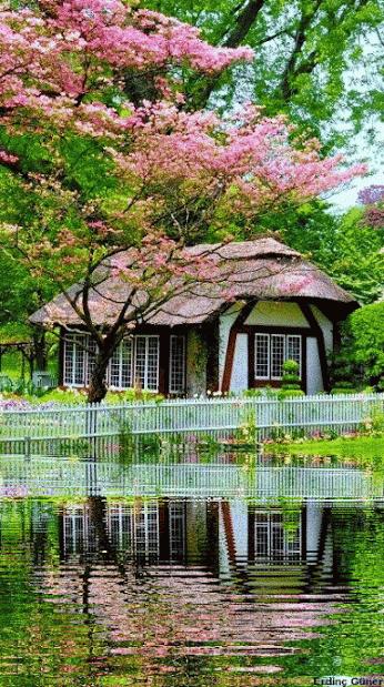 神秘的水中花,趣味神奇的水中花