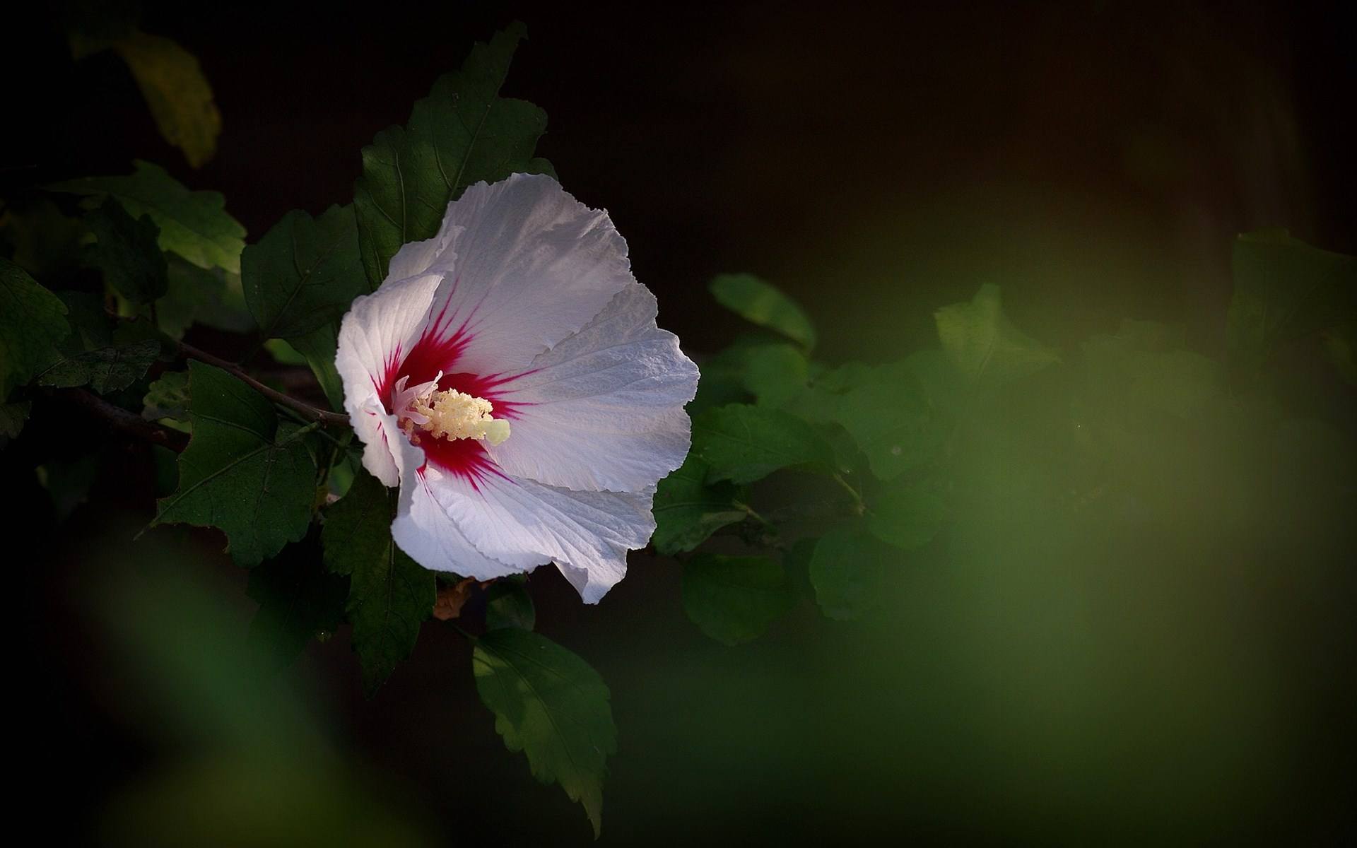 「散文」温柔的坚持|木槿花