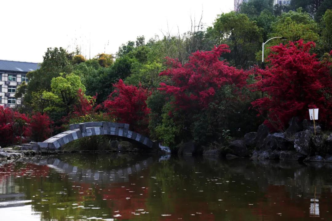 迎接校园里的百花齐放,教室窗外百花齐放