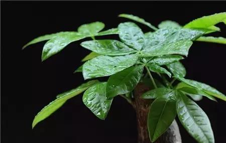 发财树主干一半腐烂变软怎么处理,发财树主干腐烂怎么补救方法