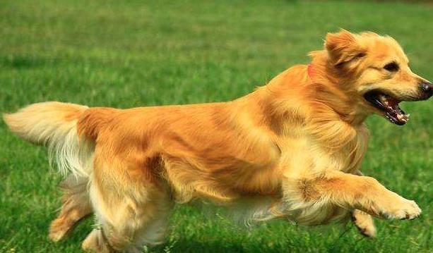 养一条金毛是什么样的体验,养狗狗的基础知识8个月金毛