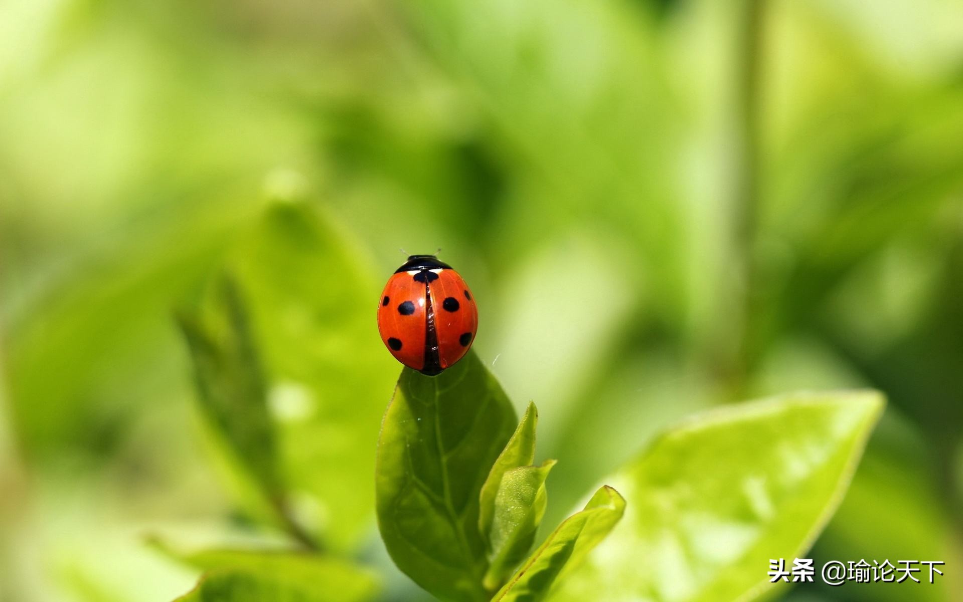 诗文杂咏：瓢虫“花大姐”的启示