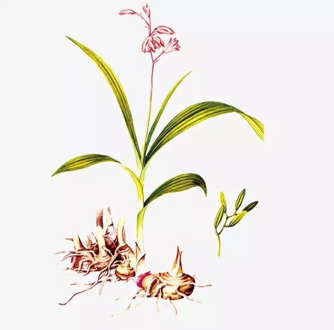 中药白芨跟白蔹功效一样吗,中药材白蔹与白蔹是一种药材吗