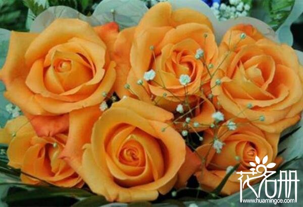 送9种不同颜色的玫瑰花代表什么,求爱玫瑰花应该送多少朵合适