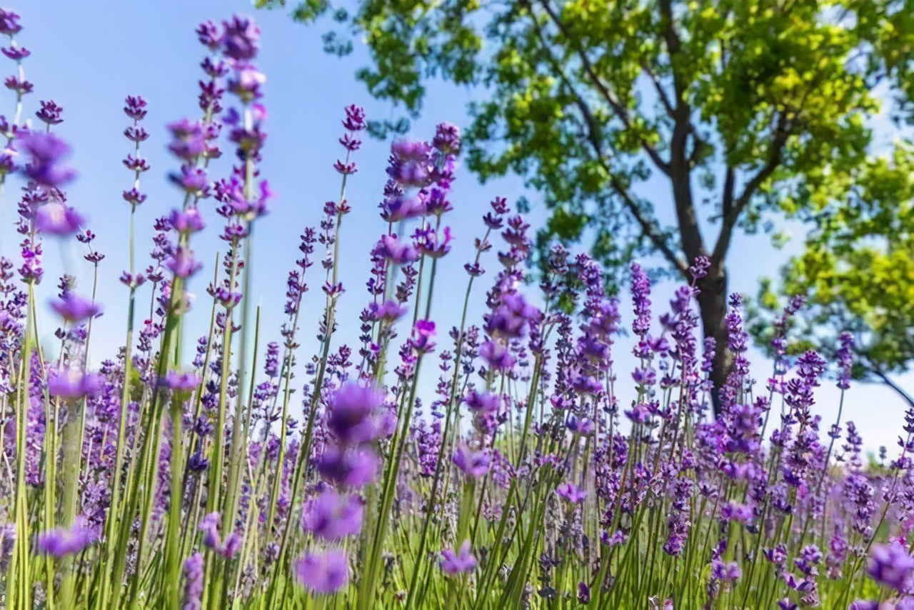 上海最大薰衣草公园,上海薰衣草公园迪士尼