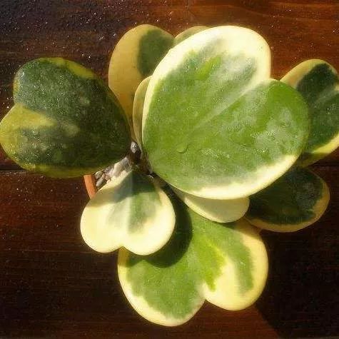 全部金木水火土五行五系植物介绍,五种植物代表五行