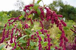 每个十一月生日对应的生日花,365天每天代表生日的花有哪些