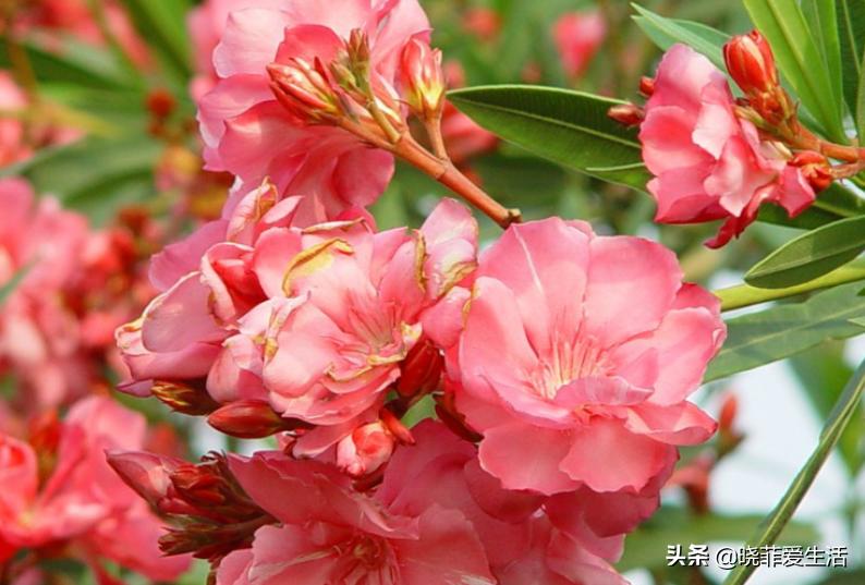 哪20种花有毒,十种花有毒不宜在家养