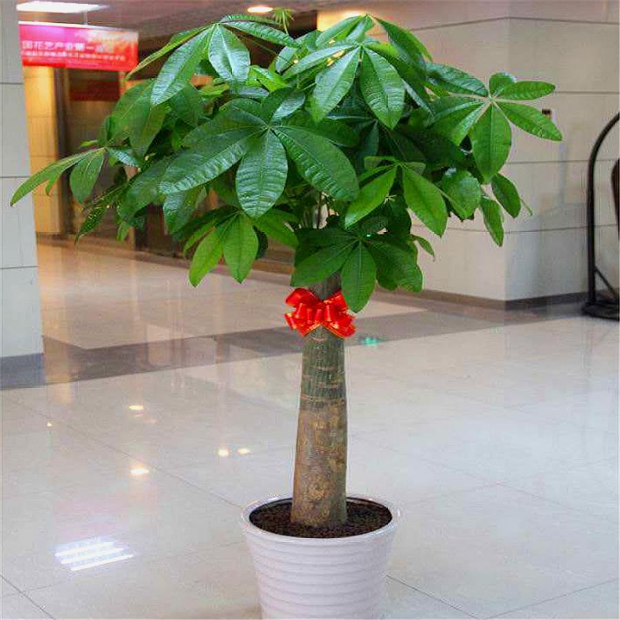 发财树黄叶简单补救方法,发财树黄叶掉叶枯枝怎样补救