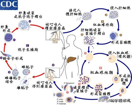 地球生物分类一览表,地球生物的演化史