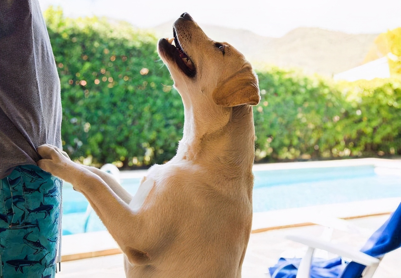 最会撒娇的十种狗,脾气温顺且好养的几种狗