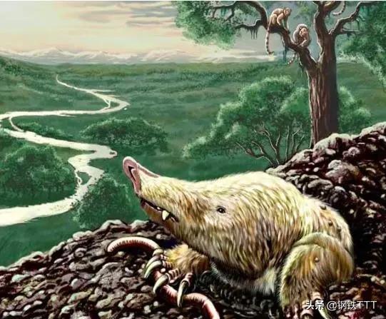 为什么哺乳动物是卵生,为什么哺乳动物都是4肢