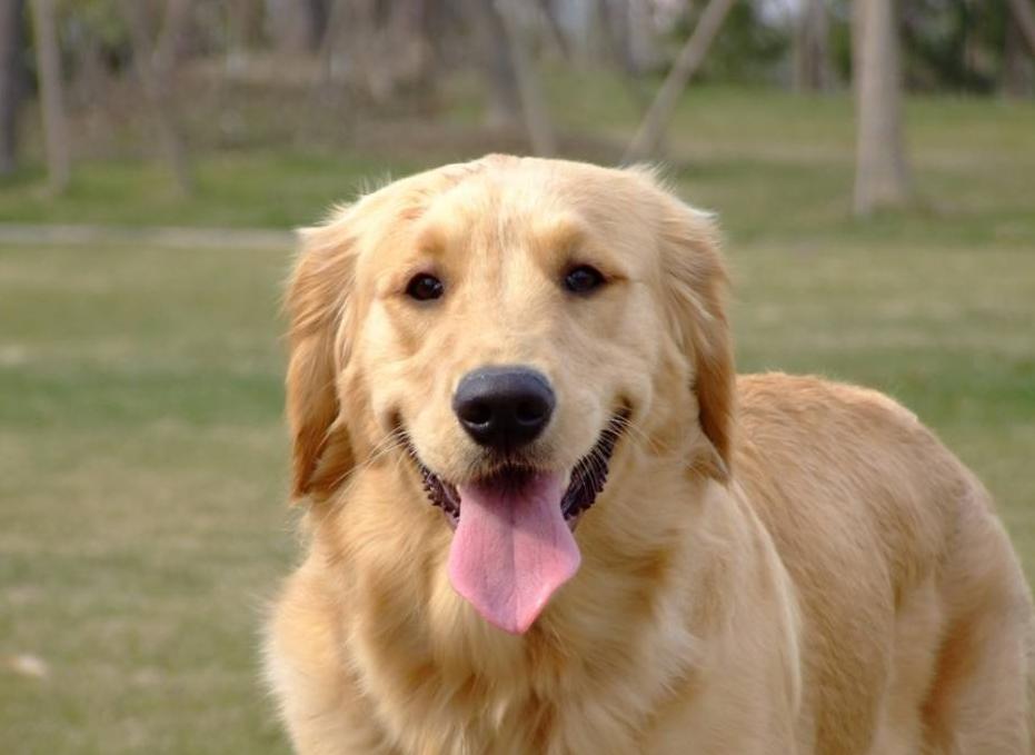 贪吃狗狗吞刀子,狗狗吞11只鸭子